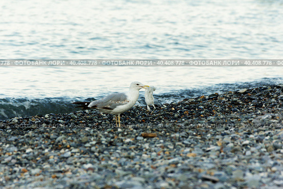 A seagull holds a used bag in its beak. Стоковое фото, фотограф Андрей Ситников / Фотобанк Лори