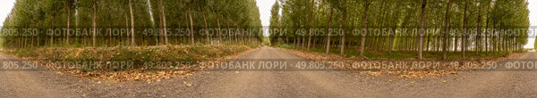 A serene pathway through a tranquil landscape of dense trees and soft leaves creates a calming atmosphere, ideal for outdoor adventures and embracing seasonal themes in natures warm embrace. A Beautiful Scenic Pathway Lined with Lush Trees Displaying Autumn Colors and Vibes. Стоковое фото, агентство Ingram Publishing / Фотобанк Лори