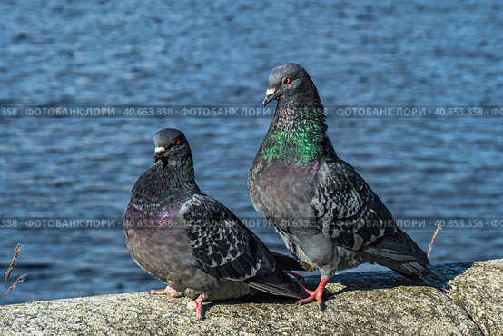 A series of images. Two blue pigeons are sitting on a stone surface. Birds are engaged in a love game. They kiss and copulate. There is a water space in the background. Стоковое фото, фотограф Владимир Ендовицкий / Фотобанк Лори