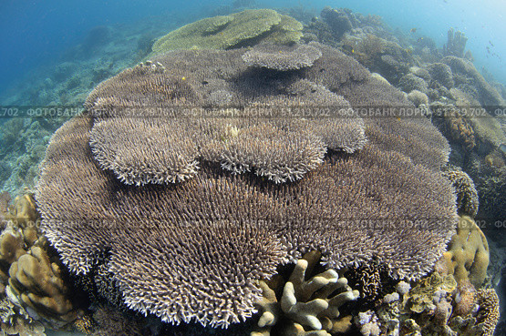 A shallow hard coral garden in Komodo National Park, Indonesia. VW Pics/Stocktrek Images/TASS. Стоковое фото, агентство ТАСС / Фотобанк Лори