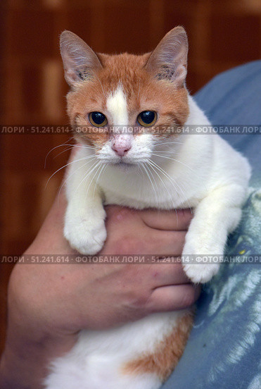 A short-haired cat of white and red color. The animal is in the arms of a person, which emphasizes its calm and trusting nature. The cat has expressive large eyes, a neat muzzle with a symmetrical pattern on the fur: a white stripe runs from the nose to the forehead, dividing the red areas. The paws are mostly white, the fur is smooth and well-groomed. The photo conveys home comfort and an atmosphere of care, suitable for use in topics related to pets, animal care, veterinary medicine, as well as in illustrations for pet stores and shelters. Стоковое фото, фотограф Анна Кривицкая / Фотобанк Лори