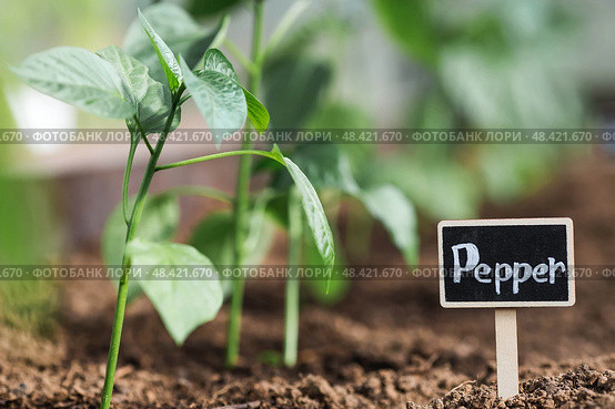 A sign with the inscription pepper. Seedlings of bell peppers are planted in the ground in a greenhouse. The concept of spring planting of vegetables and farming. Стоковое фото, фотограф Photojuli / Фотобанк Лори