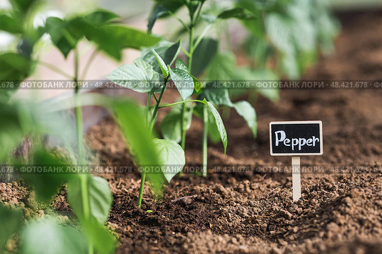 A sign with the inscription pepper. Seedlings of bell peppers are planted in the ground in a greenhouse. The concept of spring planting of vegetables and farming. Стоковое фото, фотограф Photojuli / Фотобанк Лори