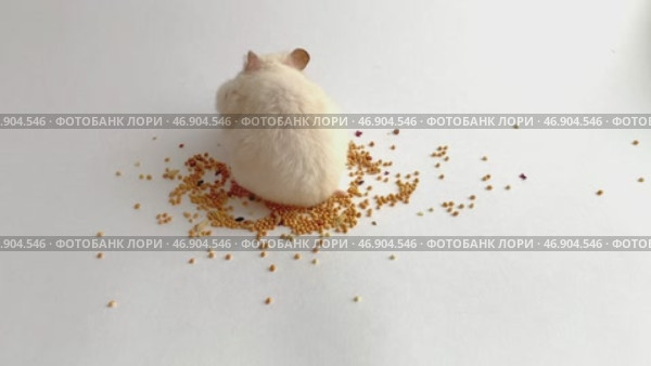 A small Syrian hamster eats seeds on a white background. Concept of food for domestic rodents. Стоковое видео, видеограф Ефанова Екатерина / Фотобанк Лори