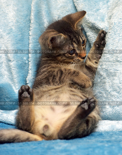 A small tabby kitten lying on its back on a soft blue blanket. Its pose is funny and relaxed: its paws are raised up, its tummy is open, and its gaze is directed to the side. The kitten demonstrates its playfulness and curiosity, creating a warm and cute atmosphere. The photo is taken close-up, which emphasizes the details of the fur, paws and expressive eyes of the animal. The background is plain, which focuses attention on the kitten itself. Стоковое фото, фотограф Анна Кривицкая / Фотобанк Лори
