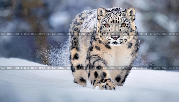 A snow leopard walking through a snowy landscape, focused and majestic against a blurred natural background. Стоковое AI-изображение, AI-художник Ольга Сухарева / Фотобанк Лори
