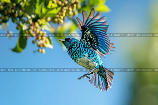 A Spangled Cotinga in mid-flight, its iridescent plumage reflecting the sunlight. Стоковое AI-изображение, AI-художник Veniamin Kraskov / Фотобанк Лори