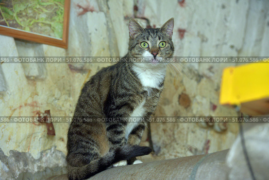 A spotted tabby cat with a white chest and paws sits on a sofa or soft surface, looking straight into the camera. It has large bright green eyes and a wary expression on its face. The background is old walls with peeling plaster and traces of time, with interior elements such as a yellow shelf and part of a framed painting partially visible. The atmosphere of the frame combines home comfort and rustic simplicity, emphasized by the attentive gaze of the animal. Стоковое фото, фотограф Анна Кривицкая / Фотобанк Лори