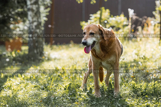 A stray animal. An old sad, abandoned, hungry dog is walking on the street. Shelter, rescue, charitable assistance, donations for homeless animals. Стоковое фото, фотограф Photojuli / Фотобанк Лори