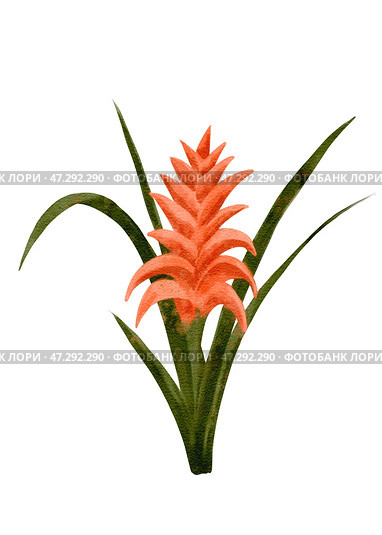 A Stunning and Vibrant Orange Bromeliad Flower Complemented by Lush Green Leaves. Стоковая иллюстрация, иллюстратор Елена Захаревич / Фотобанк Лори
