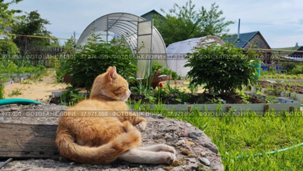 A suburban plot with greenhouses, flower beds and a red cat. Стоковое видео, видеограф Лилия Фролова / Фотобанк Лори