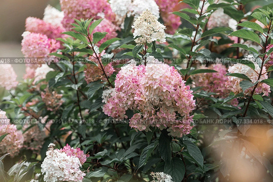A summer photo or background with flowers. Beautiful landscape in nature with a flowering paniculate hydrangea. Beautiful healthy hydrangeas blooming in pink and white shades. Стоковое фото, фотограф Photojuli / Фотобанк Лори