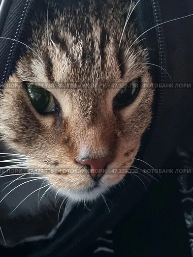 A tabby cat (or cat) peers out from a half-open transport backpack-carrier. Its large eyes watch the events around it with interest and caution. It is comfortably settled, but at the same time its expression indicates attentiveness and slight anxiety - perhaps it is a trip to the vet or to a new place. The backpack is decorated with bright cartoon drawings - you can see figures of killer whales, which adds a bit of humor and warmth to the frame. The background is blurred, but part of the person's clothing is visible - apparently, the pet is riding in the arms of the owner. Стоковое фото, фотограф Анна Кривицкая / Фотобанк Лори