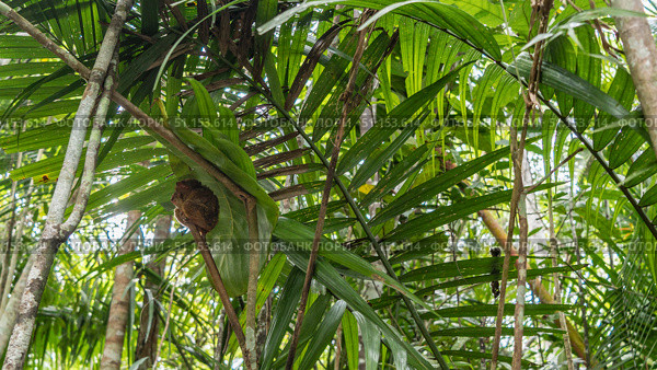 A tiny tarsier lurked under a large leaf. He covered his face with his paws. The nocturnal endemic animal Tarsius syrichta sleeps during the day. The background is green foliage. Philippines. Bohol. (2024 год). Стоковое фото, фотограф Вера Ивановна Кубарева / Фотобанк Лори
