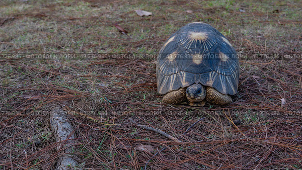 A unique turtle Astrochelys radiata endemic to Madagascar is resting. A beautiful shell with a star pattern, a head, eyes and paws are visible. Front view. The ground is strewn with coniferous needles. Стоковое фото, фотограф Вера Ивановна Кубарева / Фотобанк Лори