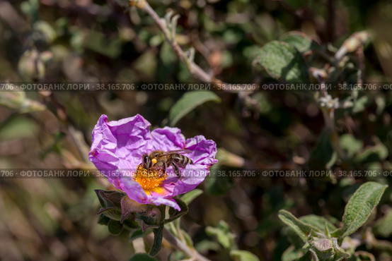 A useful shrub (Cistus creticus, Cistus incanus) and bee collecting nectar close-up. Стоковое фото, фотограф Татьяна Ляпи / Фотобанк Лори