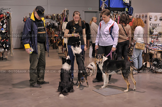 A visitor with dogs at the White Nights exhibition (2014 год). Редакционное фото, фотограф Анна Кривицкая / Фотобанк Лори
