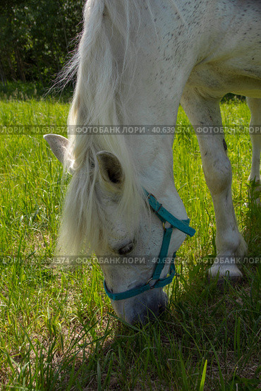 A white horse eats fresh young grass in a meadow. Стоковое фото, фотограф Ярославский Максим / Фотобанк Лори