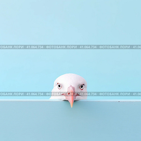A white seagull with a goofy look on a pink background. Created by AI. Стоковое AI-изображение, AI-художник Ярославский Максим / Фотобанк Лори