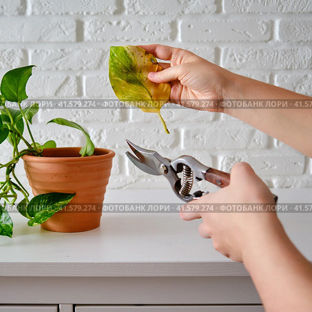 A woman cuts off a yellow leaf with a pruner from a wilted houseplant epipremnum. Стоковое фото, фотограф Андрей Журавлев / Фотобанк Лори