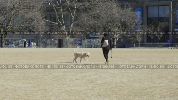 A woman plays with a dog in a clearing, throwing a ball to the dog on a warm winter day. Стоковое видео, видеограф Vladislav Baranov / Фотобанк Лори