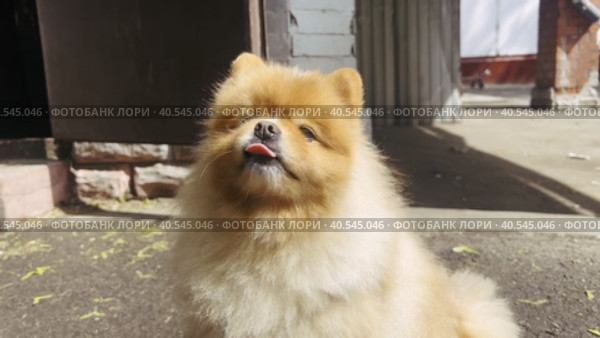 A wonderful red-haired pomeranian is sitting in the sun and waiting for his mistress. Decorative dog breeds. Стоковое видео, видеограф Ярославский Максим / Фотобанк Лори