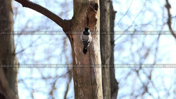 A woodpecker. A woodpecker knocks on the trunk of a tree with a beak. Дятел. Дятел стучит клювом по стволу дерева. Стоковое видео, видеограф Egor Sarantstv / Фотобанк Лори