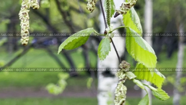 A young birch branch with flowering catkins in early spring. A natural sketch. Biroll. Стоковое видео, видеограф Ярославский Максим / Фотобанк Лори