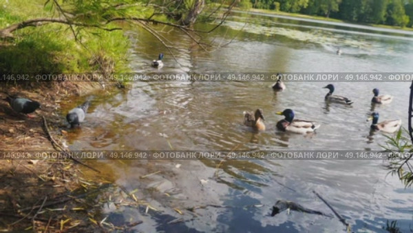 A young couple is sitting on the shore of a pond and feeding bread to ducks. Ducks are happy to pick up bread from the water. Стоковое видео, видеограф Ярославский Максим / Фотобанк Лори