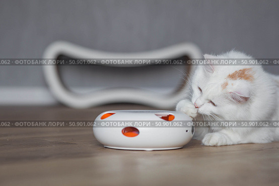 A young white fluffy cat is playing with an electronic toy. Pet gadgets. Pet care and maintenance. Стоковое фото, фотограф Photojuli / Фотобанк Лори