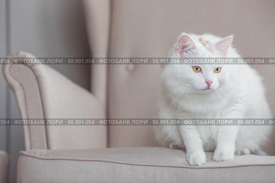 A young white fluffy cat is sitting on a beige armchair in the living room. Pet care. Стоковое фото, фотограф Photojuli / Фотобанк Лори