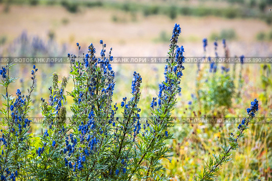 Aconitum altaicum Steinb. (семейство Ranunculaceae) - Борец алтайский, Аконит алтайский. Место произрастания - высокогорье, Семинский перевал, Онгудайский район горного Алтая. Стоковое фото, фотограф Евгений Мухортов / Фотобанк Лори
