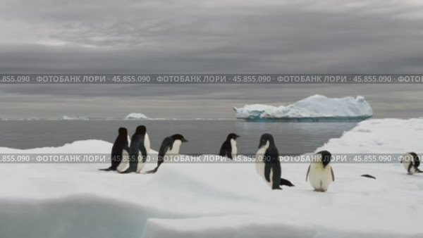 Adelie Penguins resting on iceberg at Brown Bluff in Antarctica. Стоковое видео, видеограф Vladimir / Фотобанк Лори