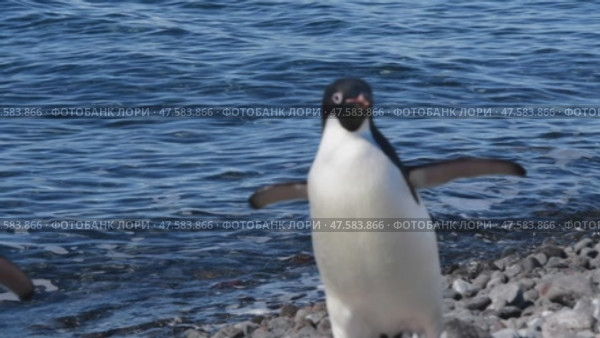 Adelie Penguins walk along beach. Стоковое видео, видеограф Vladimir / Фотобанк Лори