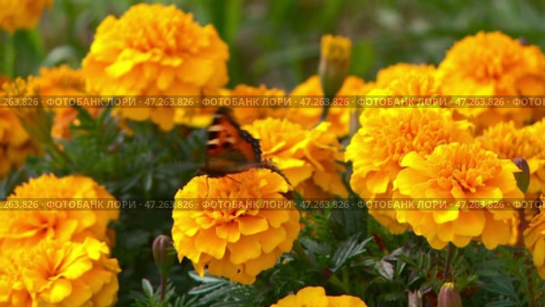 Admiral butterfly sitting on a yellow flower. Стоковое видео, видеограф Алексей Сергеев / Фотобанк Лори