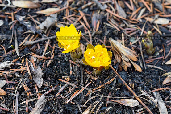 Adonis amurensis commonly known as Amur adonis and pheasant's eye. Стоковое фото, фотограф Татьяна Терехина / Фотобанк Лори