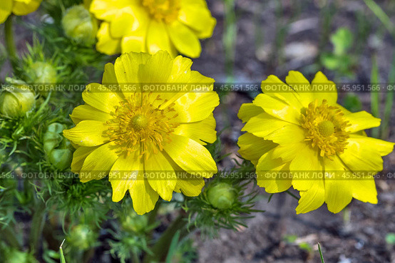 Адонис весенний (Adonis) — род растений семейства Лютиковые (Ranunculaceae). Общий вид цветущего растения. Стоковое фото, фотограф Евгений Мухортов / Фотобанк Лори