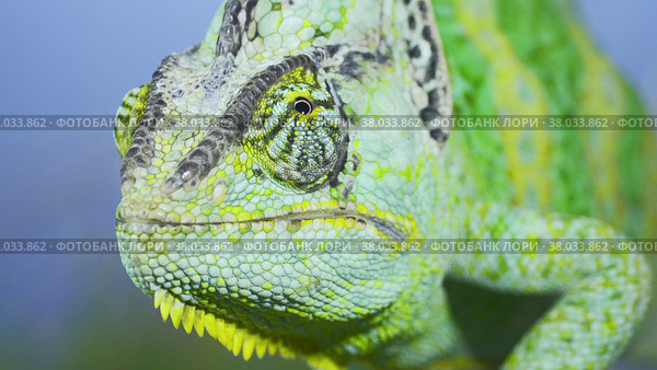 Adult green Veiled chameleon sits on a tree branch and looks around, on green grass and blue sky background. Cone-head chameleon or Yemen chameleon (Chamaeleo calyptratus) Стоковое фото, фотограф Некрасов Андрей / Фотобанк Лори
