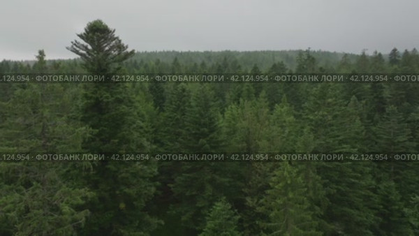 Aerial footage moving forward through forest. Стоковое видео, видеограф Данил Руденко / Фотобанк Лори