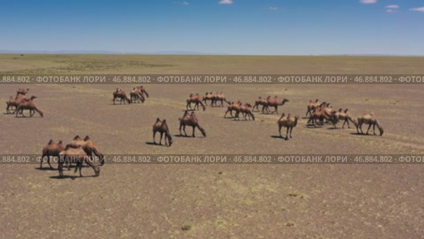 Aerial view of Bactrian camels group in Mongolia. Стоковое видео, видеограф Михаил Коханчиков / Фотобанк Лори
