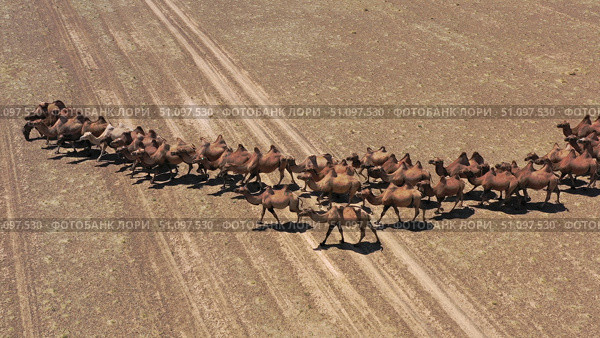 Aerial view of Bactrian camels in Mongolia. Стоковое фото, фотограф Михаил Коханчиков / Фотобанк Лори