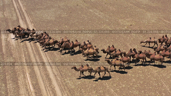 Aerial view of Bactrian camels in Mongolia. Стоковое фото, фотограф Михаил Коханчиков / Фотобанк Лори