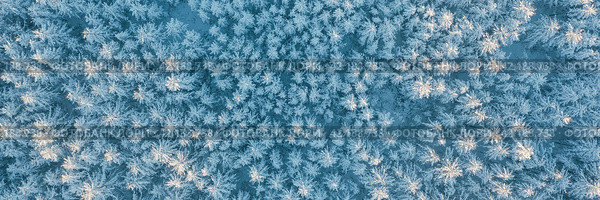 Aerial view of the winter forest. Amazing northern nature. Top view of snow-covered trees. Beautiful woodland landscape with larch trees in the snow. Cold snowy winter weather. Wide natural background. Стоковое фото, фотограф Андрей Степанов / Фотобанк Лори
