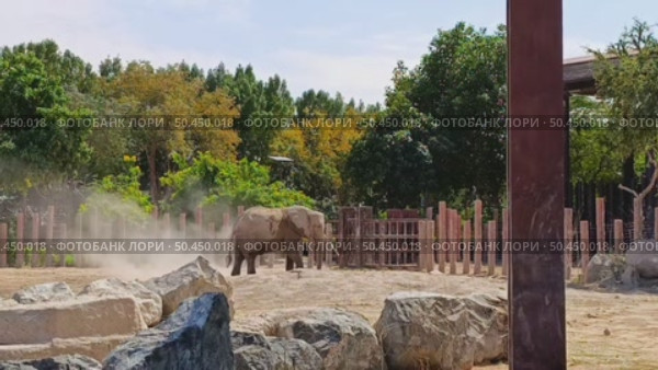 African elephant throwing sand over itself to protect from the sun and bugs. Стоковое видео, видеограф Оксана Чаюн / Фотобанк Лори