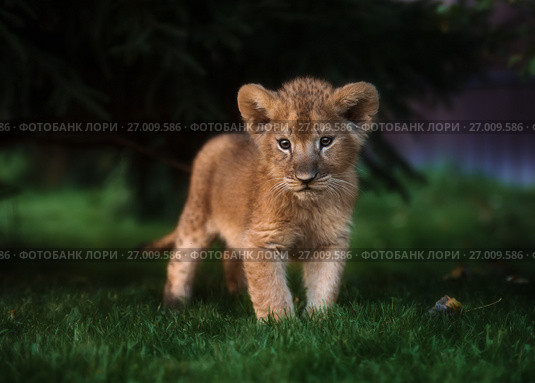 African Lion cub, South Africa. Стоковое фото, фотограф Екатерина Куракина / Фотобанк Лори