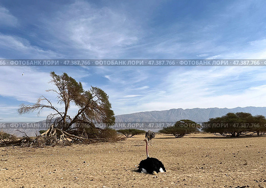 African ostrich (lat. - Struthio camelus) in the Yotvata Hai-Bar Nature Reserve. Стоковое фото, фотограф Irina Opachevsky / Фотобанк Лори