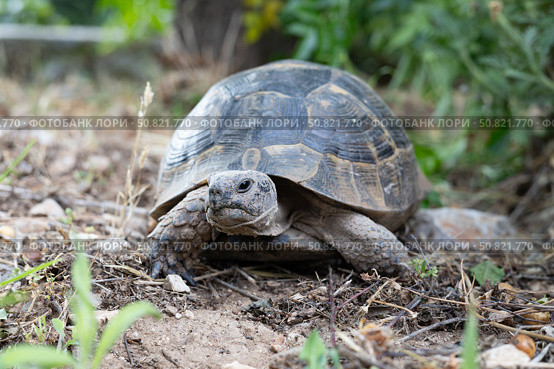 African spurred tortoise (Geochelone sulcata) on the ground. Стоковое фото, фотограф Оксана Шведкова / Фотобанк Лори