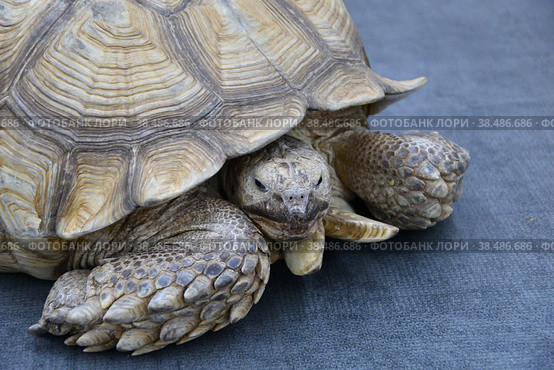 African spurred tortoise (LVL. Geochelone sulcata) Стоковое фото, фотограф Владимир Галкин / Фотобанк Лори