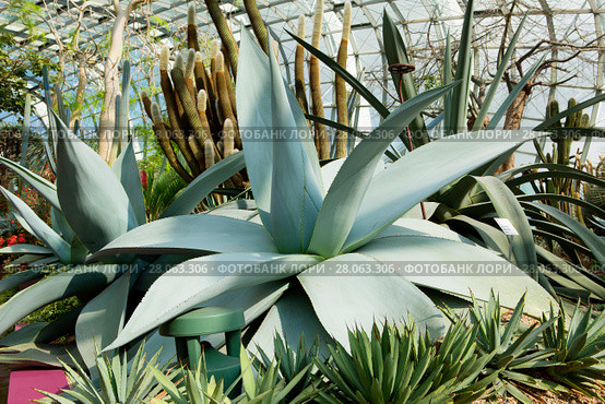 Агава американская, столетник, Century plant, American aloe. Стоковое фото, фотограф Галина Савина / Фотобанк Лори