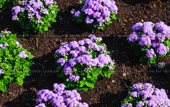 Агератум Гаустона (Ageratum houstonianum) Стоковое фото, фотограф Николай Коржов / Фотобанк Лори
